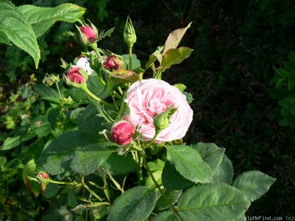 'Madame Alfred de Rougemont' rose, click to enlarge 'Madame Alfred de Rougemont' rose photo