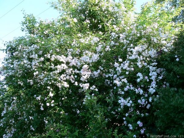 'Paul's Himalayan Musk Rambler' rose photo