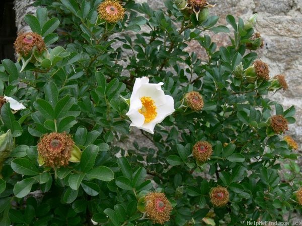 '<i>Rosa bracteata</i> J.C.Wendl.' rose photo