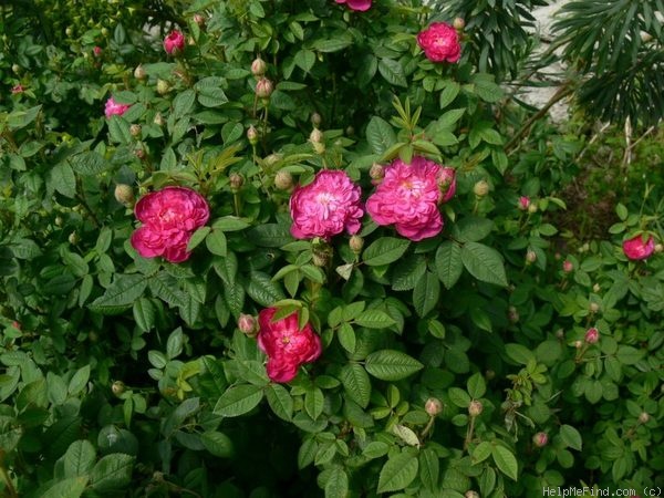 'Parvifolia' rose photo