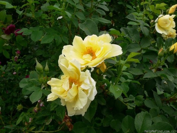 'Rustica 91' rose photo