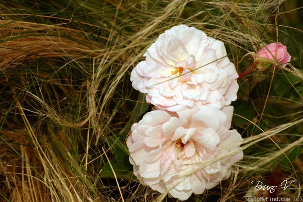 'Marie Pavié' rose photo