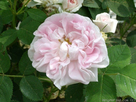 'Alba Carnea (hybrid perpetual, Touvais 1866)' rose photo