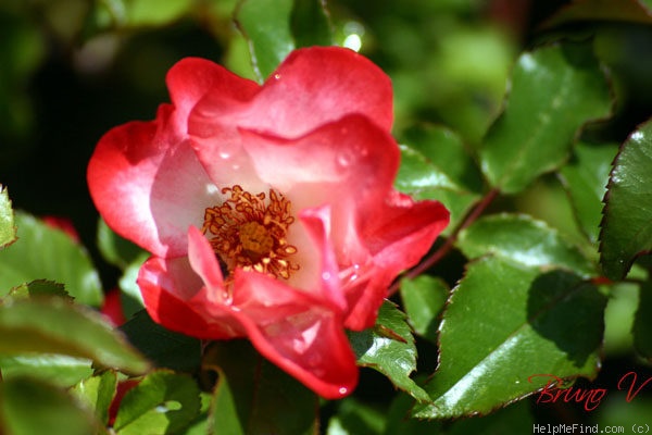 'Artiste (floribunda, Dorieux, 1986)' rose photo