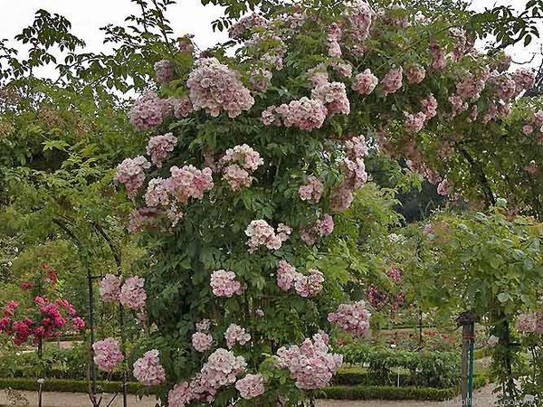 'Blush Rambler' rose photo