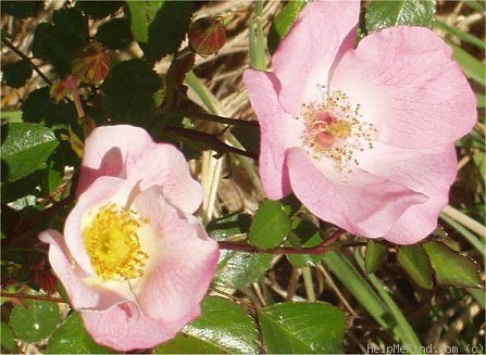 'Carefree Delight' rose photo
