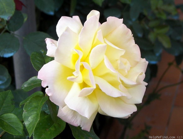 'Madame A. Meilland' rose photo