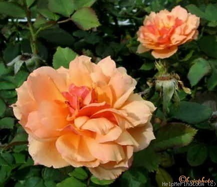 'About Face ™' rose photo
