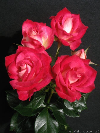 'Bella Christina ™' rose photo