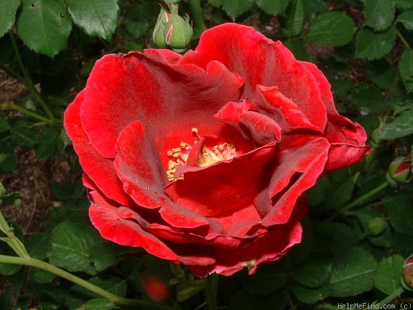 'Night Song' rose photo