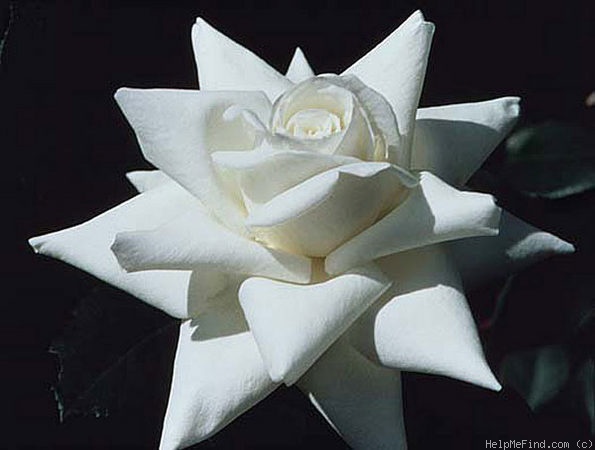 'Canadian White Star ®' rose photo