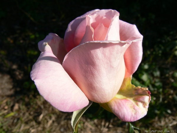 'Astrée (hybrid tea, Croix, 1955)' rose photo