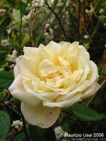 'Mrs. Foley-Hobbs' rose photo