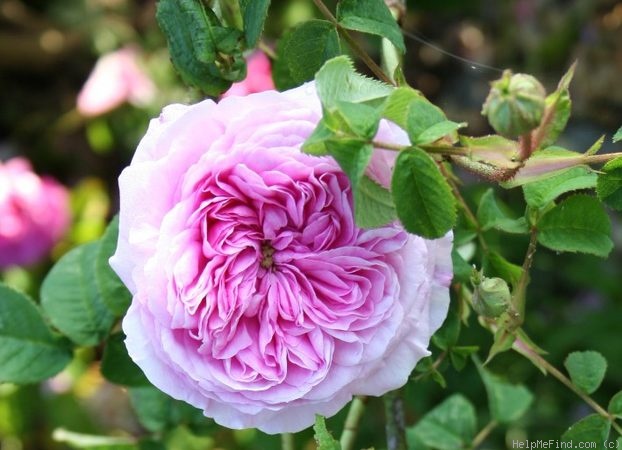 'Belle Sans Flatterie' rose photo