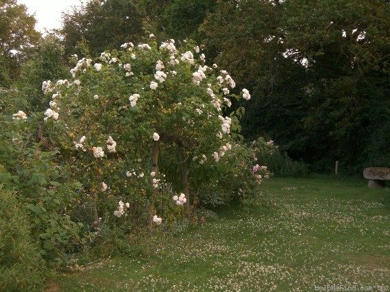 'Long John Silver (Rambler, Horvath, 1934)' rose photo