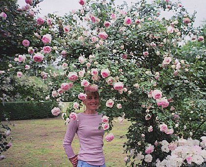 'Pierre de Ronsard ®' rose, click to enlarge 'Pierre de Ronsard ®' rose photo