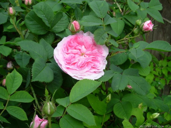 'Koenigen van Danemark (Alba, Booth, 1816)' rose photo