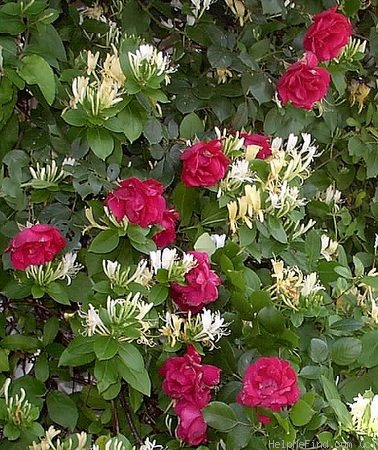 'Paul's Scarlet Climber' rose photo