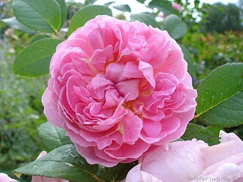 'Cottage Rose ® (shrub, Austin, 1991)' rose, click to enlarge 'Cottage Rose ® (shrub, Austin, 1991)' rose photo