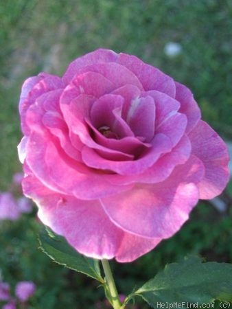 'Melody Parfumée ™' rose photo