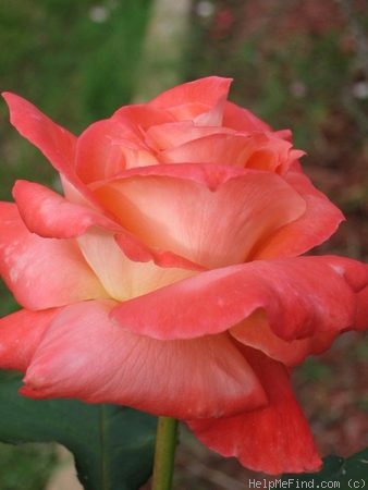 'Brigadoon ™' rose photo