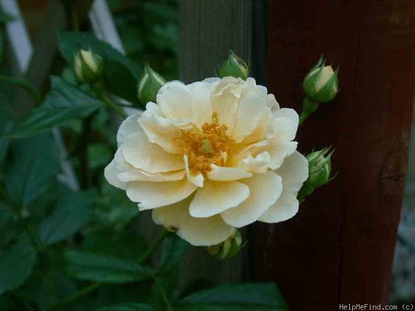'Goldfinch (Rambler, Paul 1907)' rose photo