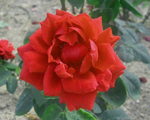 'Satmir' rose photo