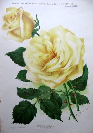 'Entente Cordiale (hybrid tea, Pernet-Ducher 1909)' rose photo