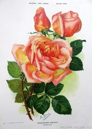 'Viscountess Enfield' rose photo
