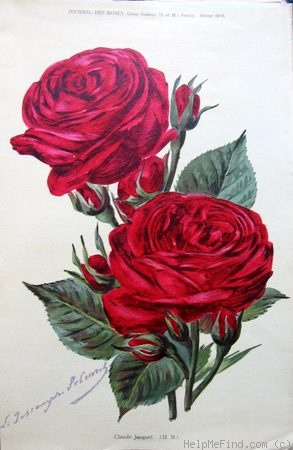 'Claude Jacquet' rose photo