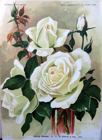 'Bessie Brown' rose photo