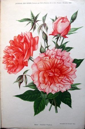 'Dr. Pouleur' rose photo