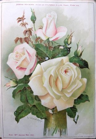 'Madame Antoine Mari (Tea, Mari before 1890)' rose photo