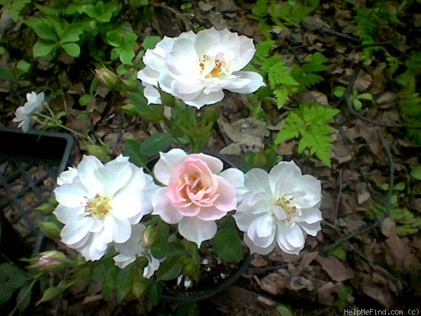 'Fair Molly' rose photo