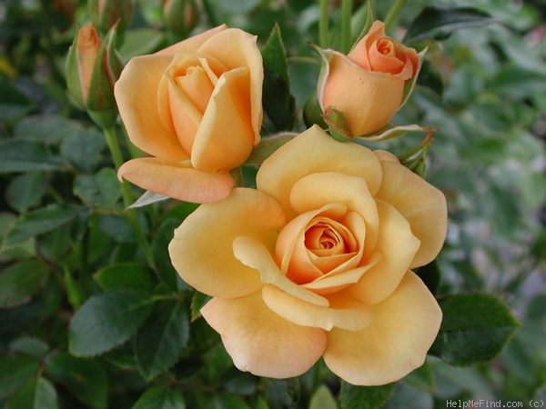 'SAValode' rose photo