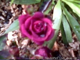 'Saint Mary ™ (miniature, Moore, 1986)' rose photo