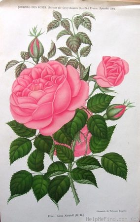 'Anna Alexieff' rose photo
