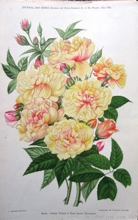 'Aimée Vibert à fleur jaune' rose photo