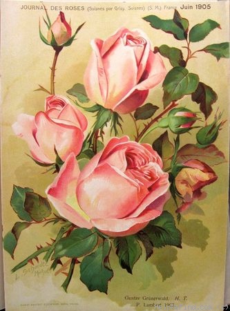 'Gustav Grünerwald' rose photo