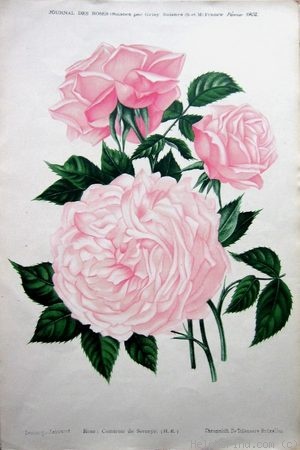 'Comtesse de Serenye' rose photo