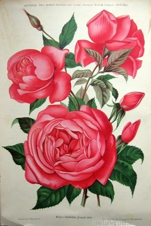 'Archiduc Joseph' rose photo