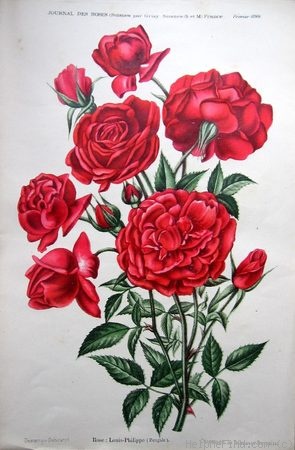 'Louis-Philippe (china, Guérin 1834)' rose photo