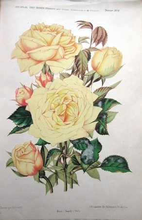 'Nardy' rose, click to enlarge 'Nardy' rose photo