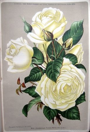 'Grossherzogin Victoria Melita' rose photo