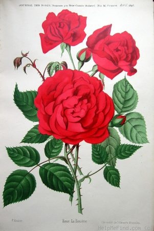 'La Rosière (syn. 'Prince Camille de Rohan')' rose photo