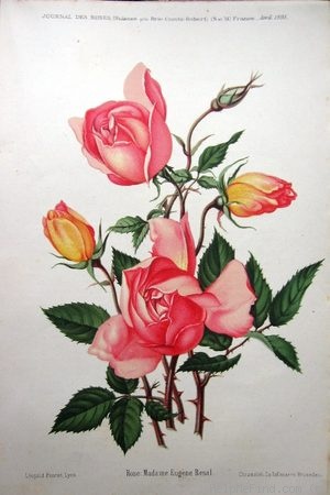 'Madame Eugène Résal' rose photo