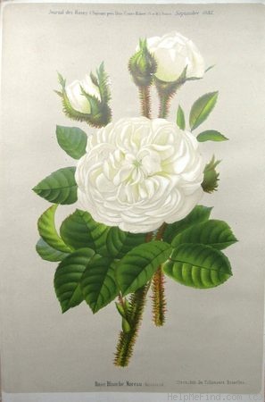 'Blanche Moreau' rose photo