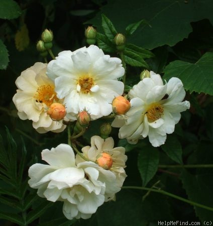 'Ghislaine de Féligonde' rose photo