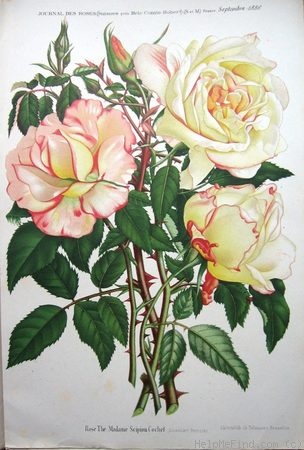'Madame Scipion Cochet (tea, Bernaix, 1886)' rose photo