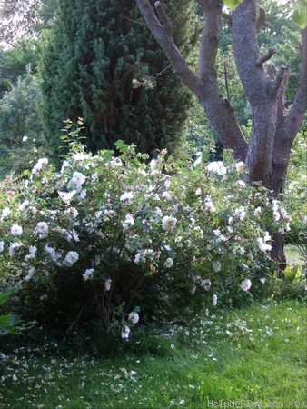 'Stanwell Perpetual (Spinosissima, Lee before 1821)' rose photo